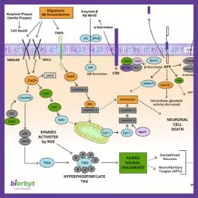 Alzheimer's Pathway