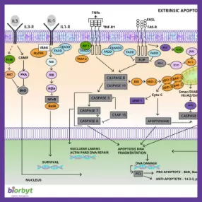 Apoptosis Pathway