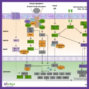 MAPK Pathway