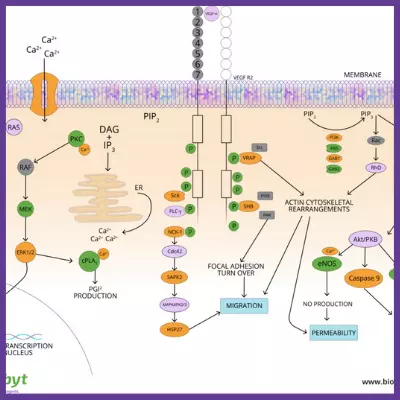 VEGF Pathway