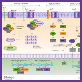 Wnt Pathway