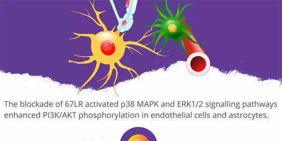 Blockade of 67-kDa Laminin Receptor Facilitates AQP4 Down-Regulation