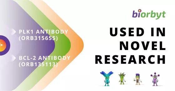 Long non-coding RNA ZEB2-AS1 affects cell proliferation 