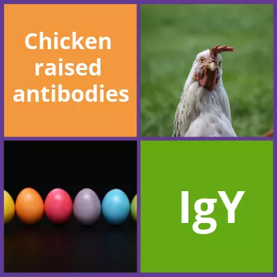 Chicken IgY