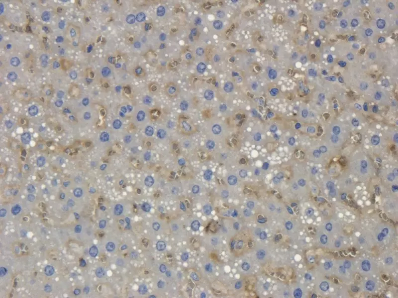 IHC-P Collagen X