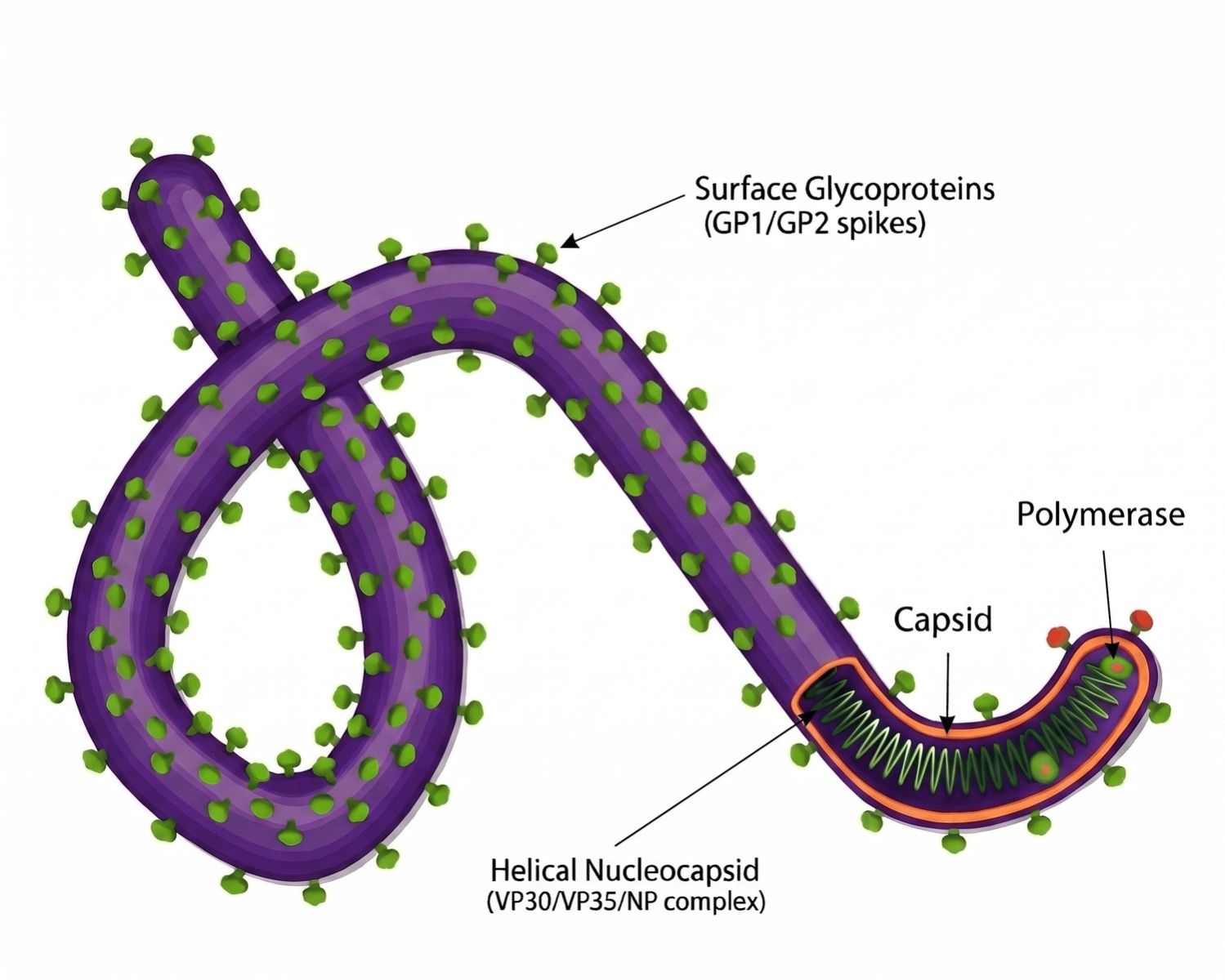 Ebola Virus Structure