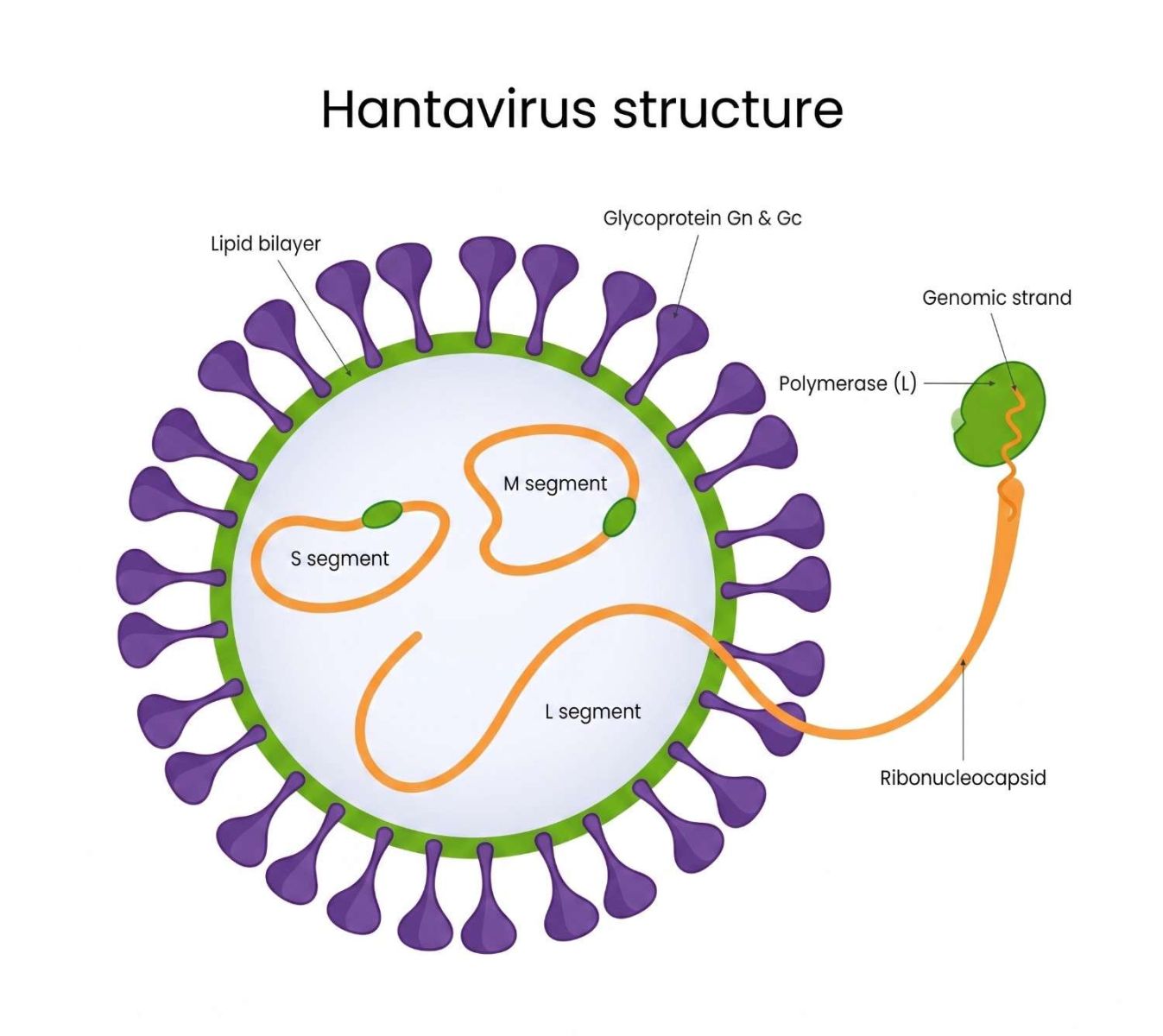 Image of Hantavirus Structure