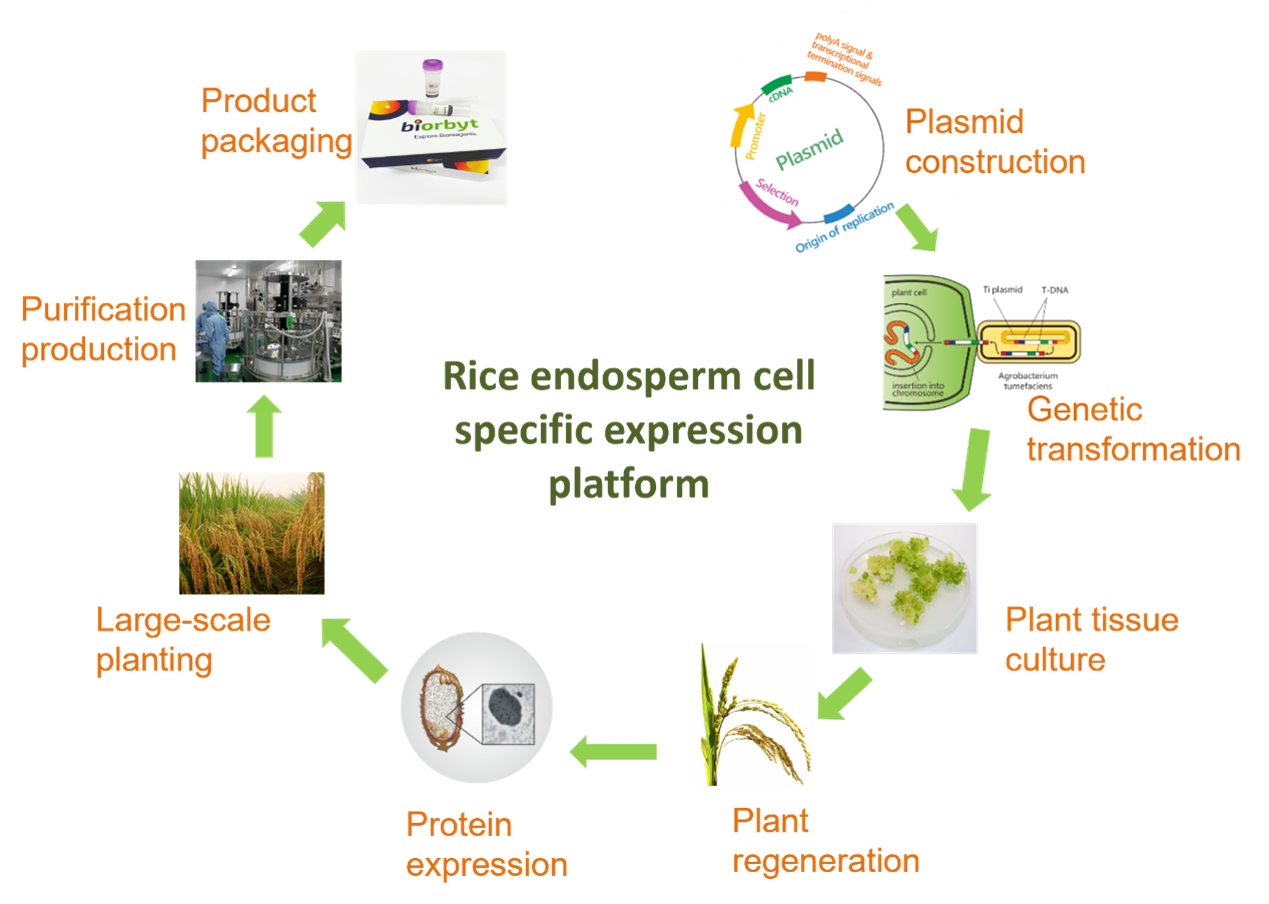 Rice Endosperm Expression Banner Background