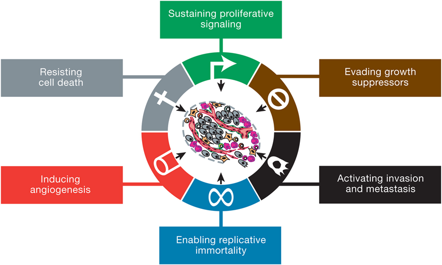 The Hallmarks of Cancer Diagram