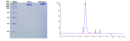 SDS-PAGE purity analysis of Fibronectin