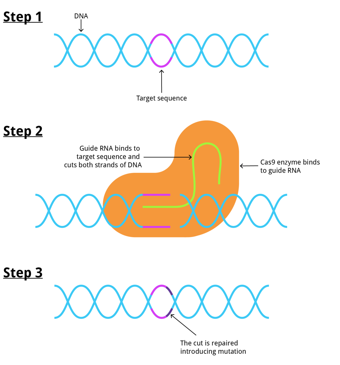 CRISPR Diagram illustrating Cas9 targeting and cutting DNA