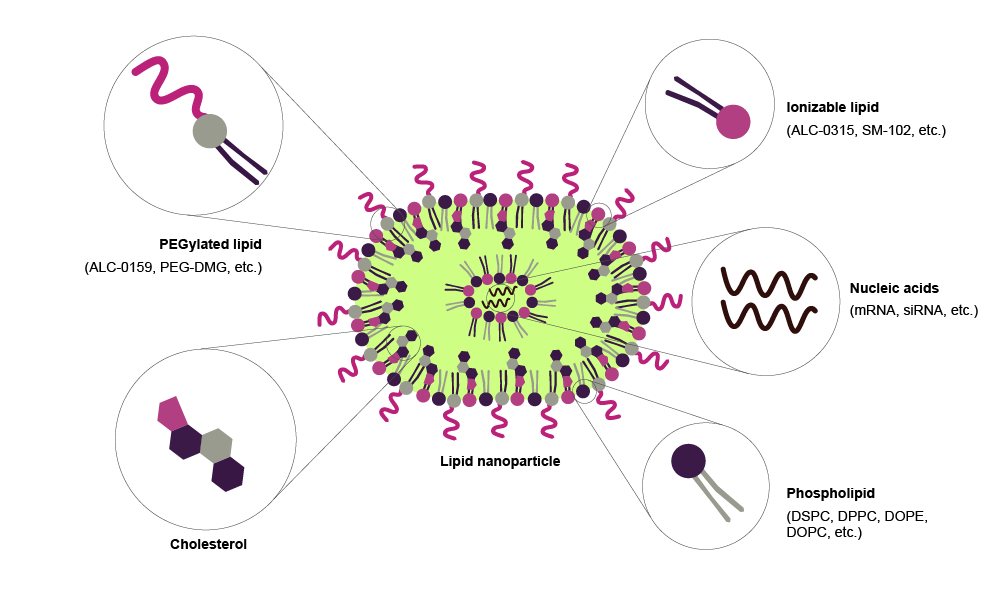 Detailed diagram illustrating the structural assembly of Lipid Nanoparticles