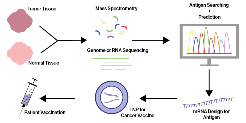 Detailed diagram illustrating mRNA cancer treatment pathways