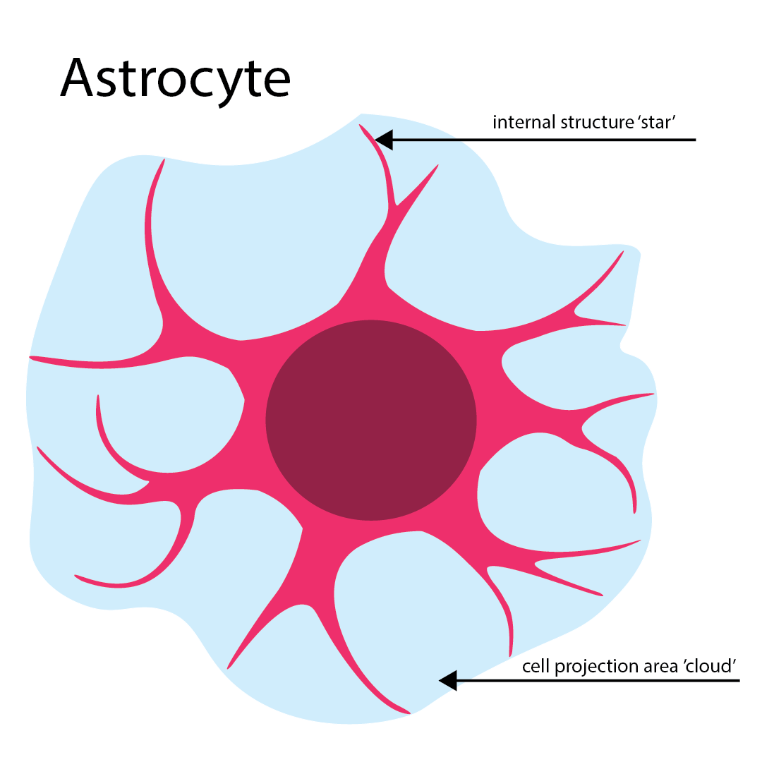 Detailed diagram illustrating Astrocyte morphology