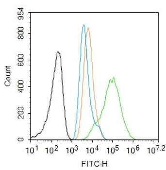 Knockdown Validation Blot for Vimentin Antibody