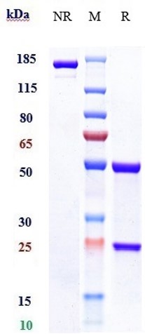 Validation data for Gemtuzumab biosimilar