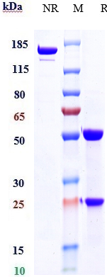 Validation data for Alemtuzumab biosimilar