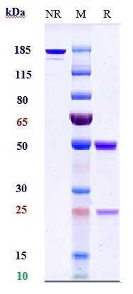 Validation data for Adalimumab biosimilar