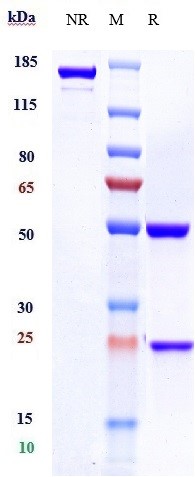 Validation data for Rituximab biosimilar
