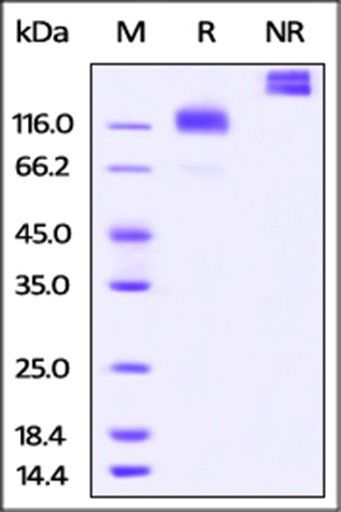 Recombinant Human TSHR Protein