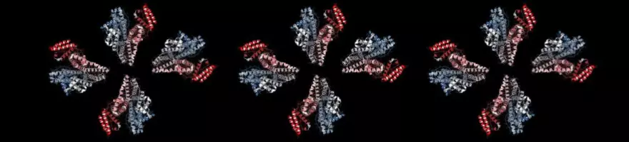 human serum albumin