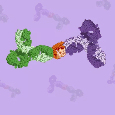 Matched antibody pairs