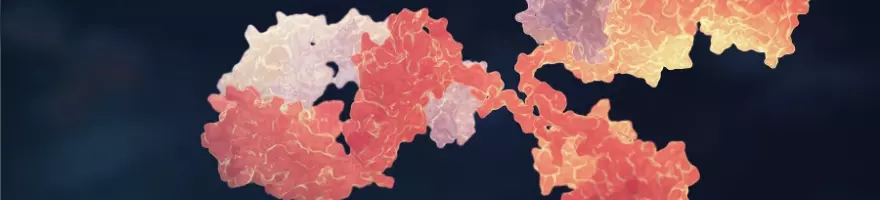 Monoclonal Antibody