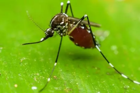 mosquito