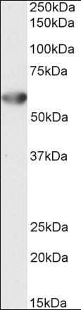 Desmin Antibody