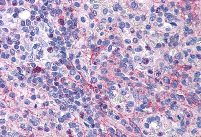 Goat anti-eIF5A Antibody