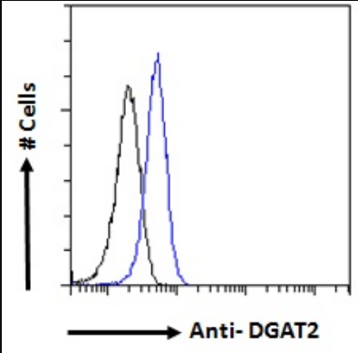 DGAT2 Antibody