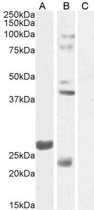 Fgf23 (mouse) Antibody