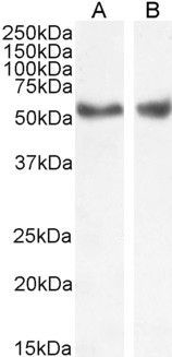 LXR alpha/LXR beta Antibody