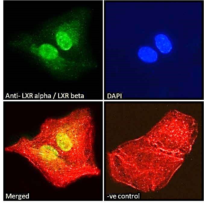 LXR alpha/LXR beta Antibody
