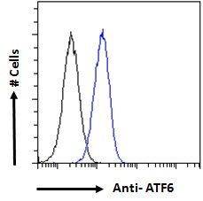 ATF6 (aa437-449) Antibody