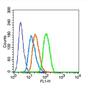 Phospho-14-3-3 epsilon (Thr232) Rabbit Polyclonal Antibody (FITC)
