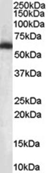 NONO/p54NRB, biotinylated Antibody