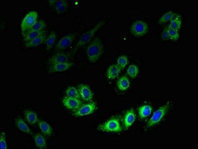HMGCR Antibody