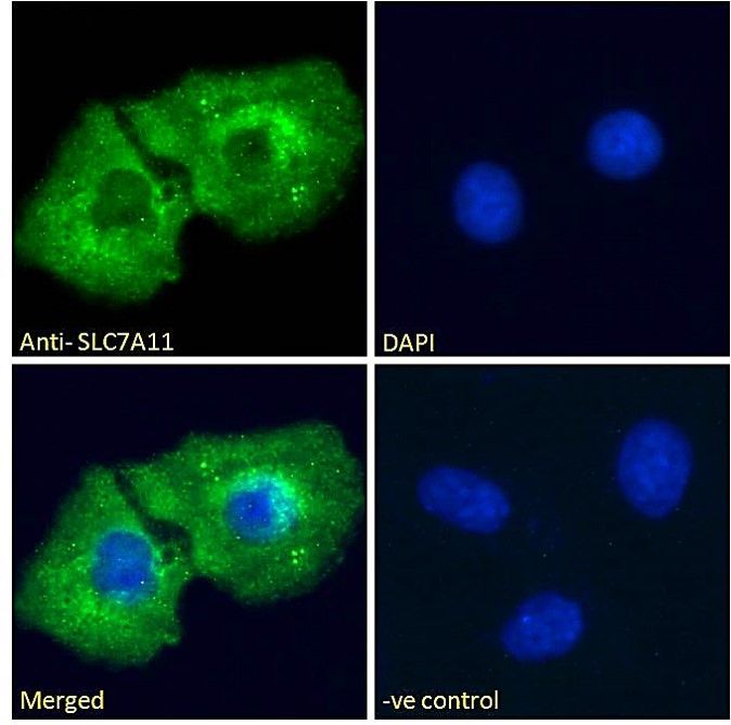 Goat anti-SLC7A11 Antibody