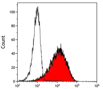 Rabbit anti-PU.1 Recombinant Monoclonal Antibody [BLR178J]