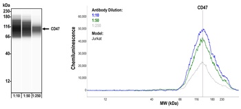 Rabbit anti-CD47 Recombinant Monoclonal Antibody [BLR131H]