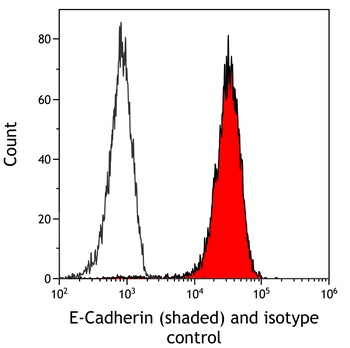 Rabbit anti-E-Cadherin Recombinant Monoclonal Antibody [BLR088G]