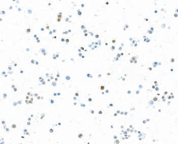 Rabbit anti-MafA Recombinant Monoclonal Antibody [BLR067G]