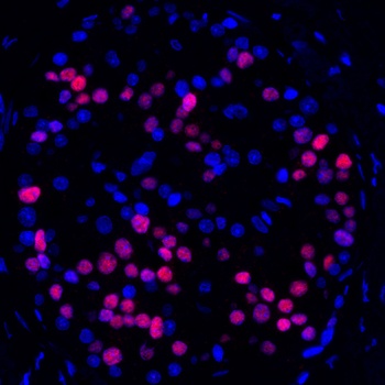 Rabbit anti-MafA Recombinant Monoclonal Antibody [BLR067G]