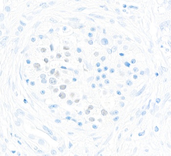 Rabbit anti-MafA Recombinant Monoclonal Antibody [BLR067G]