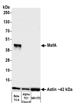Rabbit anti-MafA Recombinant Monoclonal Antibody [BLR067G]