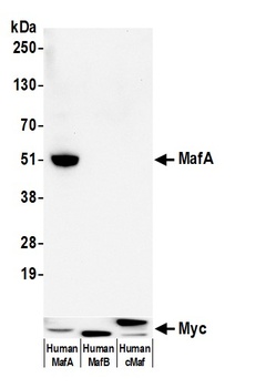 Rabbit anti-MafA Recombinant Monoclonal Antibody [BLR067G]