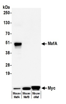 Rabbit anti-MafA Recombinant Monoclonal Antibody [BLR067G]