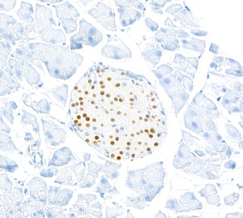 Rabbit anti-MafA Recombinant Monoclonal Antibody [BLR067G]