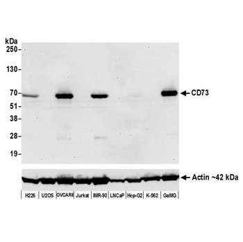 Rabbit anti-CD73 Recombinant Monoclonal Antibody [BLR054F]